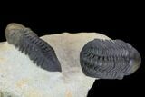 Two Beautiful Reedops Trilobites - Atchana, Morocco #125467-2